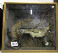Taxidermy - a cased squirrel with pigeon