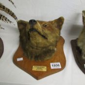 Taxidermy - A mounted fox head