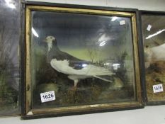 Taxidermy - a cased pigeon
