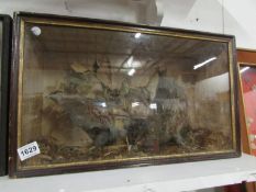 Taxidermy - cased pair of partridges