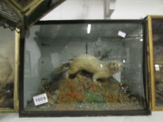 Taxidermy - a cased stoat