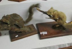 Taxidermy - 2 squirrels