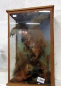 Taxidermy - cased squirrels