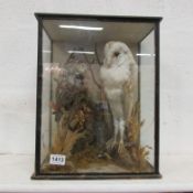 Taxidermy - a case owl and bird of prey