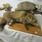 Taxidermy - a fox