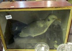 Taxidermy - a cased seagull