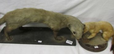 Taxidermy - A Pine Marten and a stoat