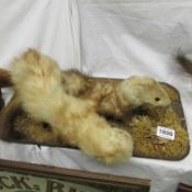 Taxidermy - a pair of ferrets