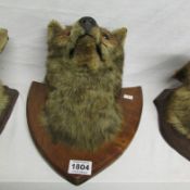 Taxidermy - A mounted fox head