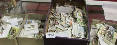 A large collection of sets and loose tea cards