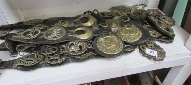 A good lot of horse brasses, some on leathers