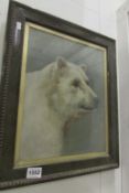 An oil on board of a polar bear (42 x 51cm)