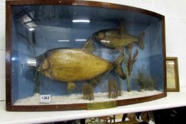 Taxidermy - Cased Bream and Roach caught by J Burrows, Sept 5th 1879