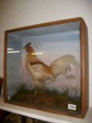 Taxidermy - a cased cockerel