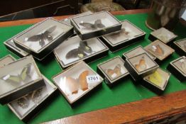 A collection of cased butterflies