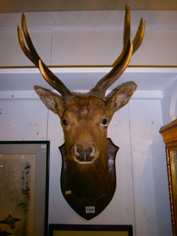 Taxidermy - a mounted stag head