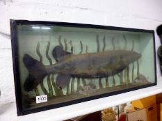 A cased model of a pike