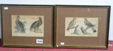 A pair of framed 19th century wild bird prints