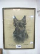 A Majorie Cox Pastel done at Cruft's 1956 of Scottish Terrier Miss Prim (Dinah)winner of 2nd prize