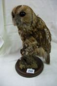 Taxidermy - an owl