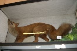 Taxidermy - a cased fox