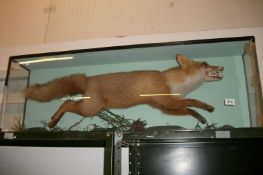 Taxidermy - A cased fox