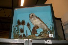 Taxidermy - A cased owl