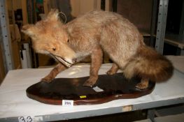 Taxidermy - A snarling fox