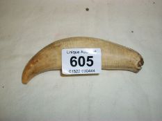 An old whale? tooth