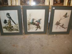 3 framed and glazed signed bird prints