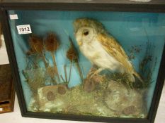Taxidermy - A cased owl