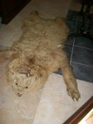 A Polar bear skin rug