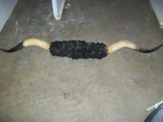 Taxidermy - Buffalo horns