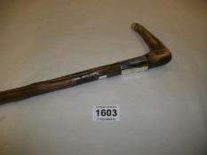 A horn handled walking stick with unmarked white metal collar