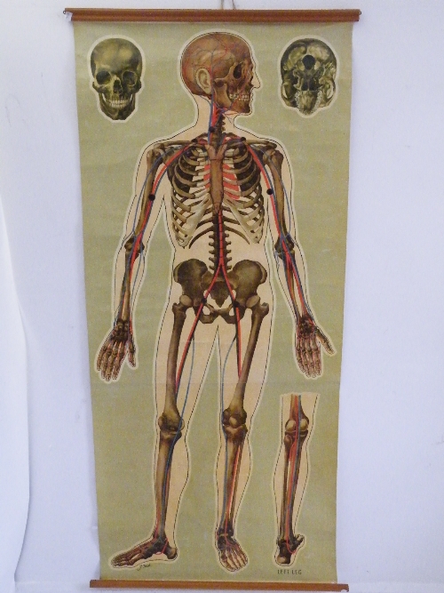 Anatomical: A large near full size medical skeleton illustration of the Human Body, veins,