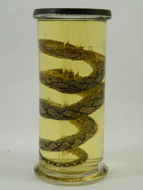 Scientific interest: An early 20th century preserved coiled snake in glass sealed cylindrical jar,