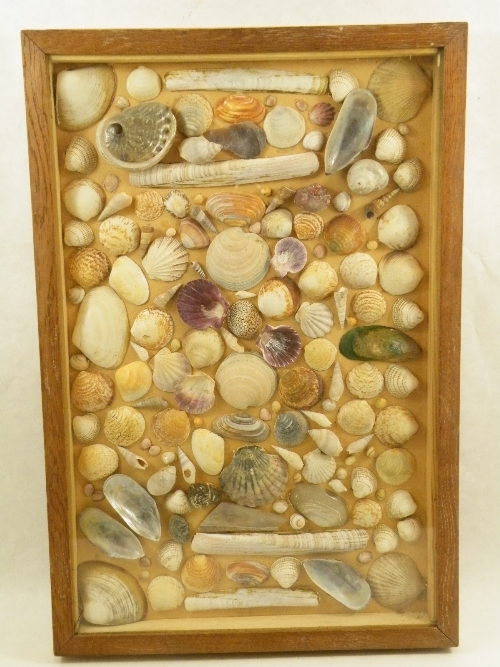 A box framed collection of assorted sea shells-oak frame with pine back  67cm x 44cm