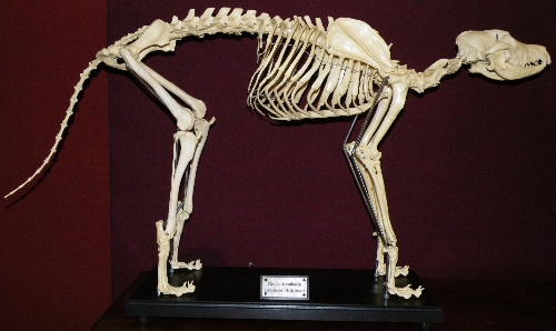 A vintage classroom or veterinary teaching aid: life size composition skeleton model of a Labrador