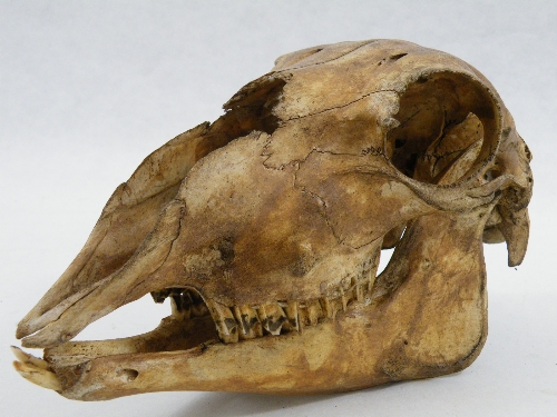 Natural History : A large animal skull 23cm long