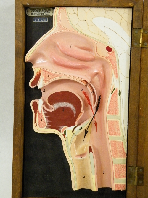 Unusual cased anatomical model of a cross section of the human head illustrating the esophagus and