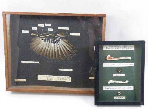 Two mid 20th Century classroom anatomical displays: the skeletal wing on a Song Thrush and a