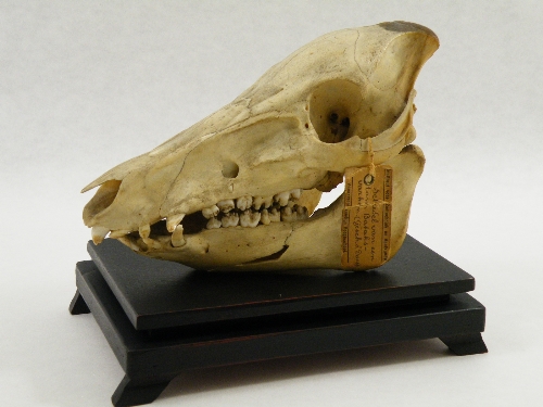 A late 19th century Dutch museum or zoology department Northern Sumatran  pig skull specimen on