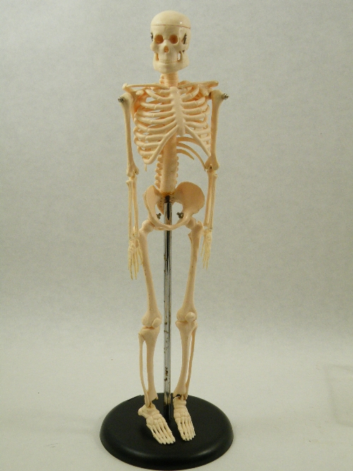 A table top model of a human skeleton on chrome and plastic stand - the skeleton with articulated