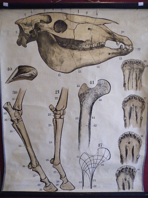 Anatomy interest: Early 20th century medical/veterinary teaching wall chart showing Horse skull,