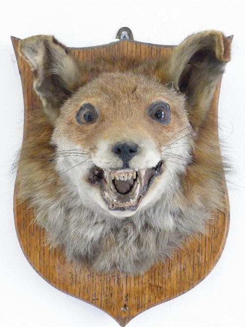 Taxidermy: An early 20th Century fox mask on oak shield back 30cm H