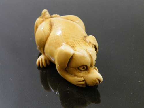 A Japanese ivory Netsuke of a crouching dog with a turtle climbing up his back, signed to foot.