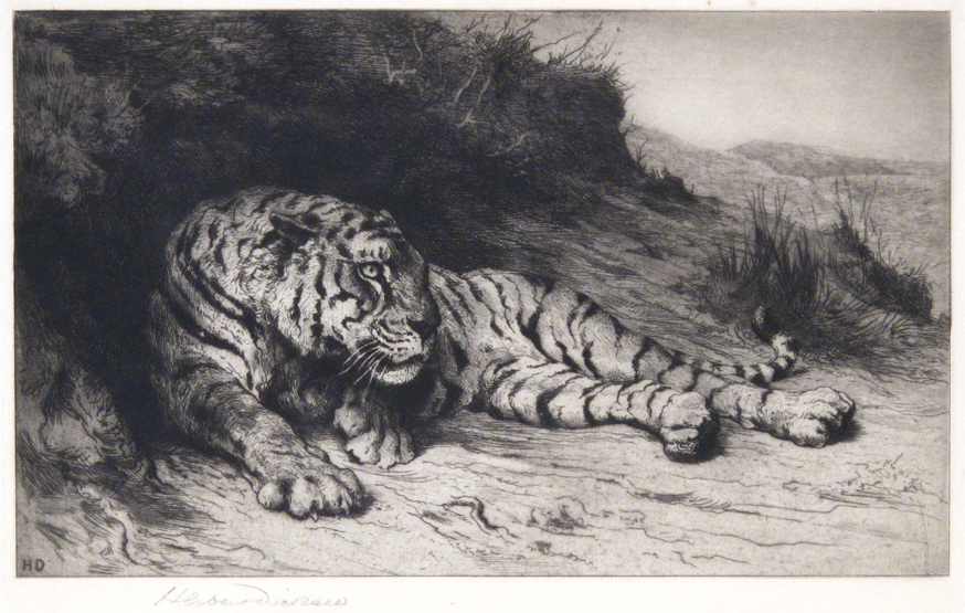 Herbert Thomas Dicksee (1862-1942) Head of a bloodhound; A tiger by a grassy bank Two, both signed