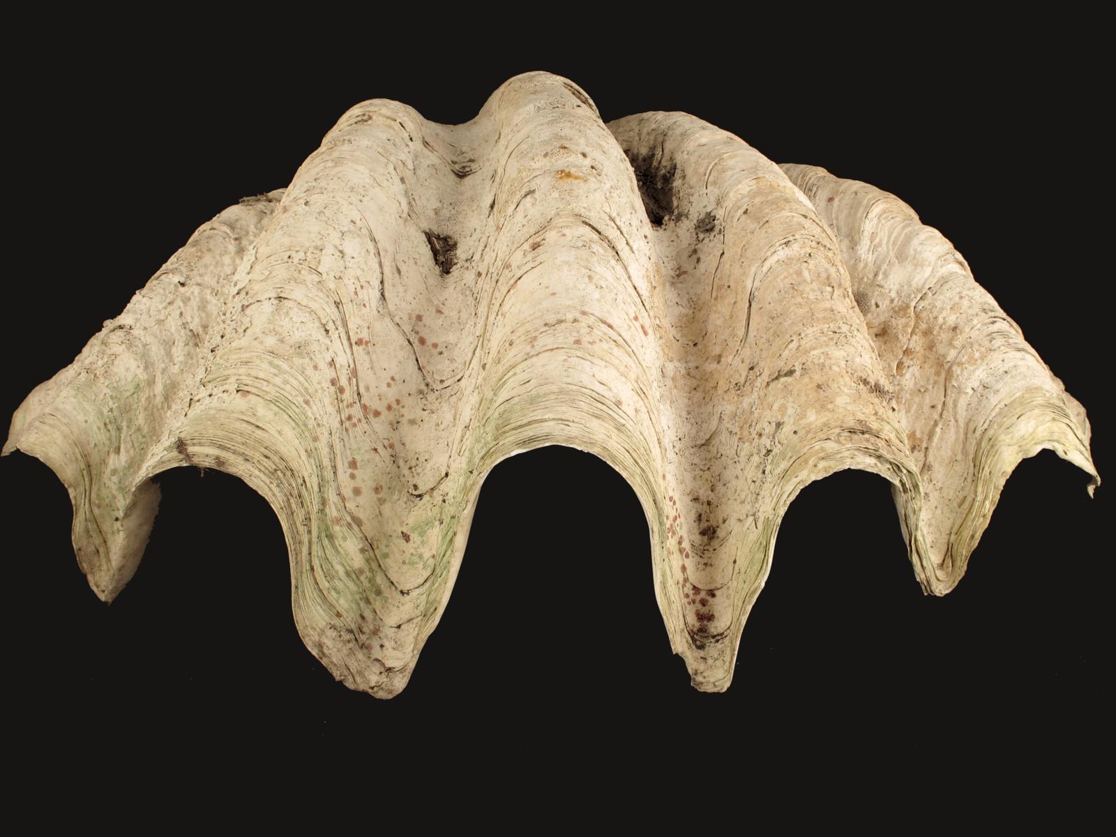 A large tridacna shell, 23in (58.5cm) wide.