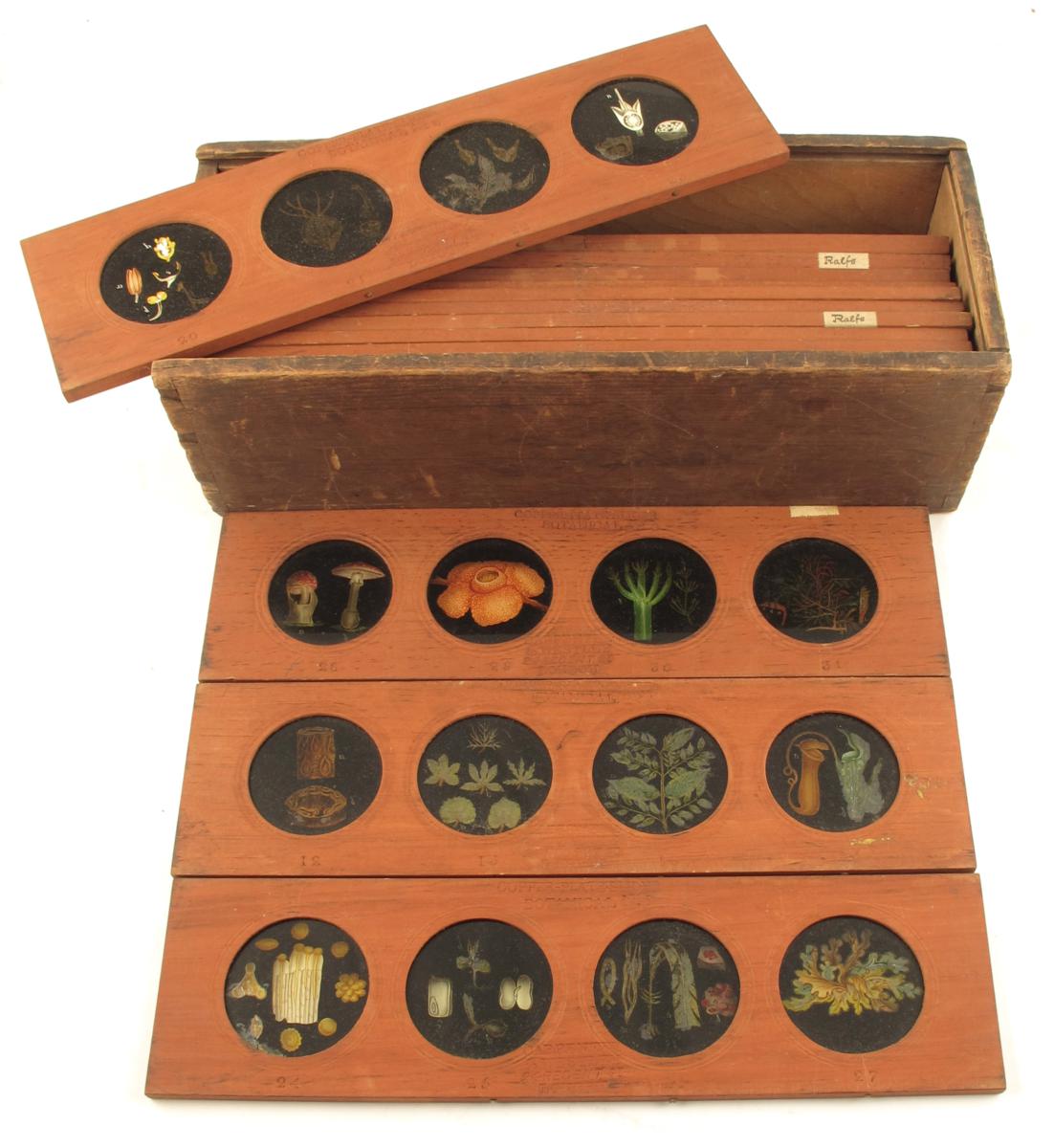 A set of fourteen Victorian botanical magic lantern slides by Carpenter and Westley, with four