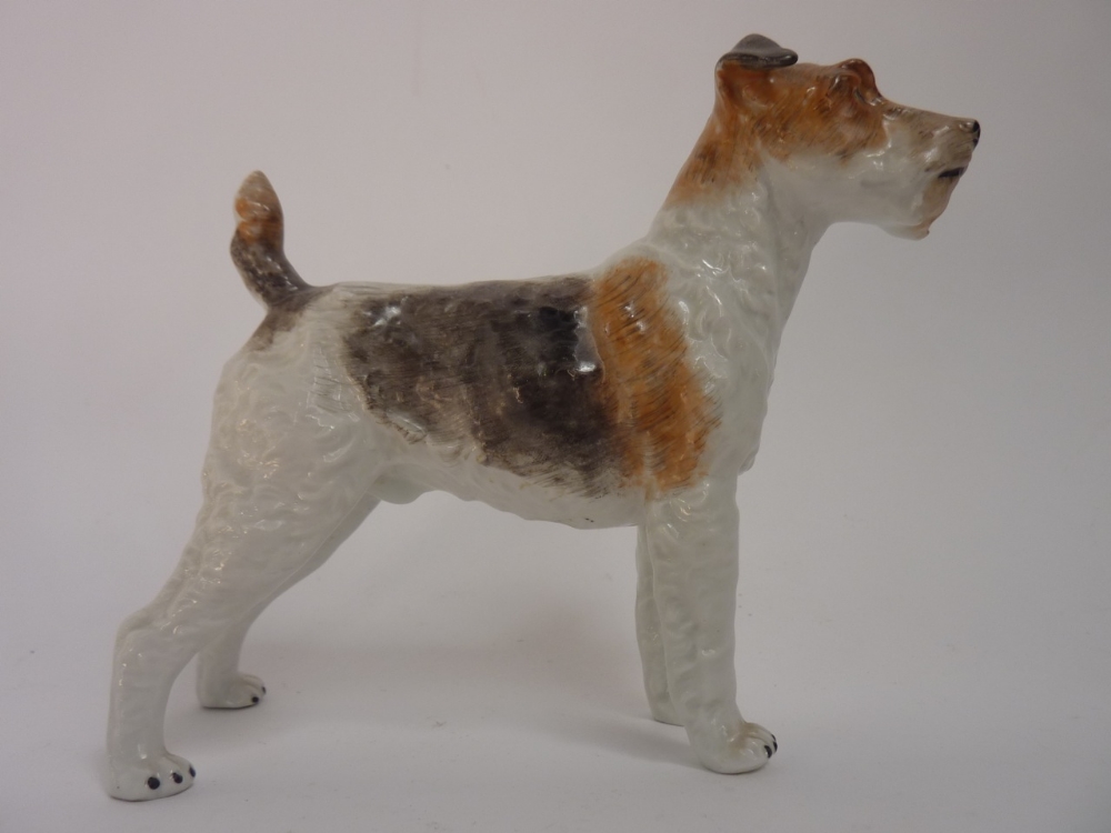 A Dresden Fox Terrier